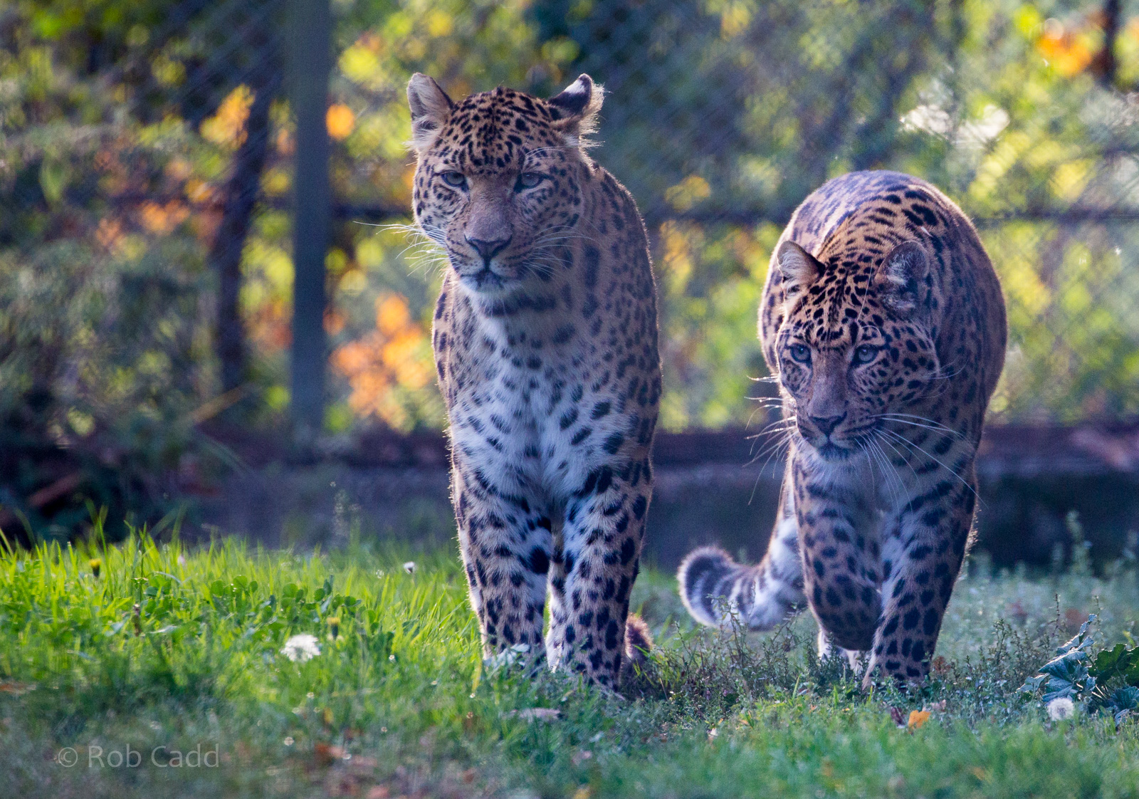 North Chinese leopard : Howletts : 07 Oct 2018