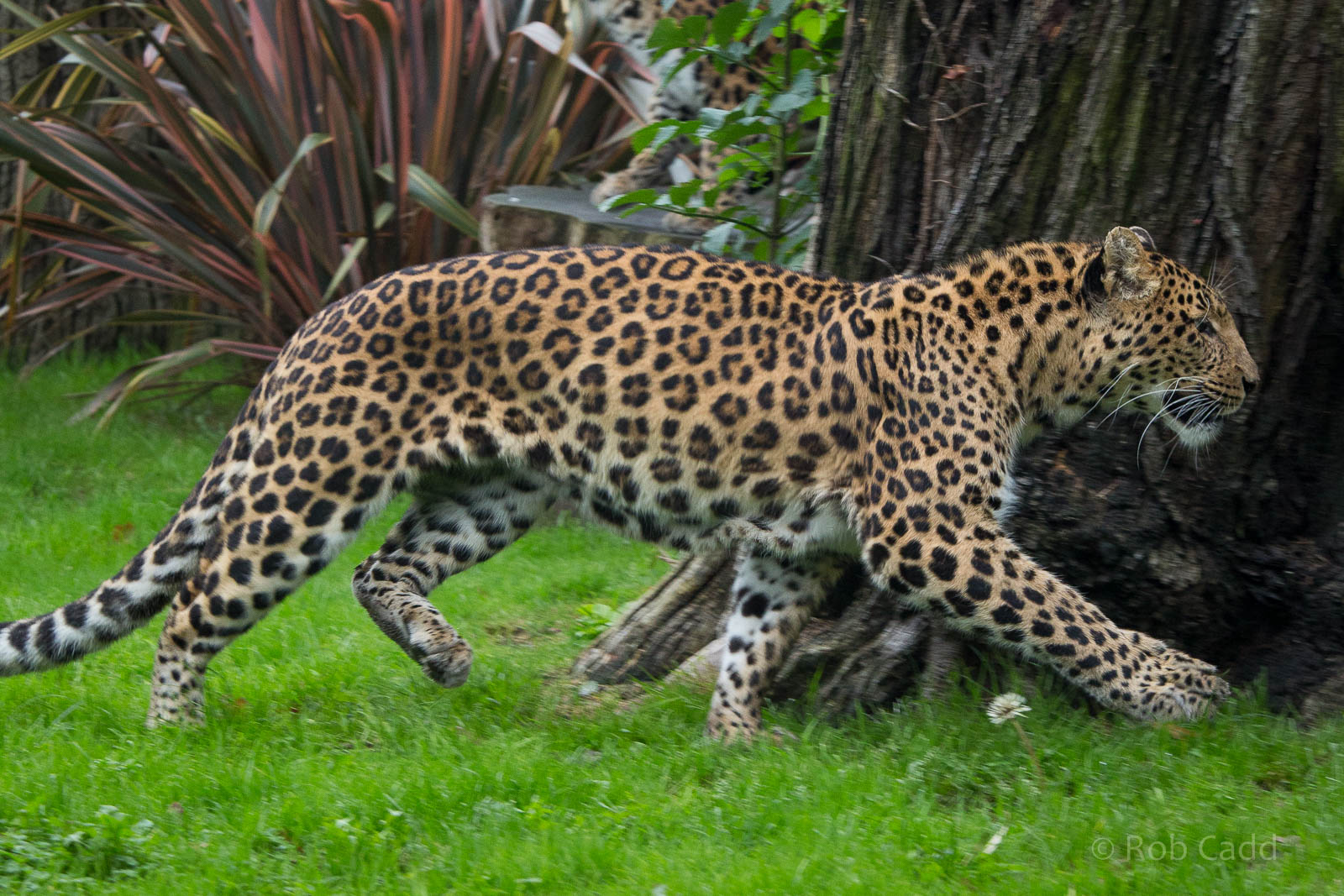 North Chinese leopard : Howletts : 14 Oct 2014