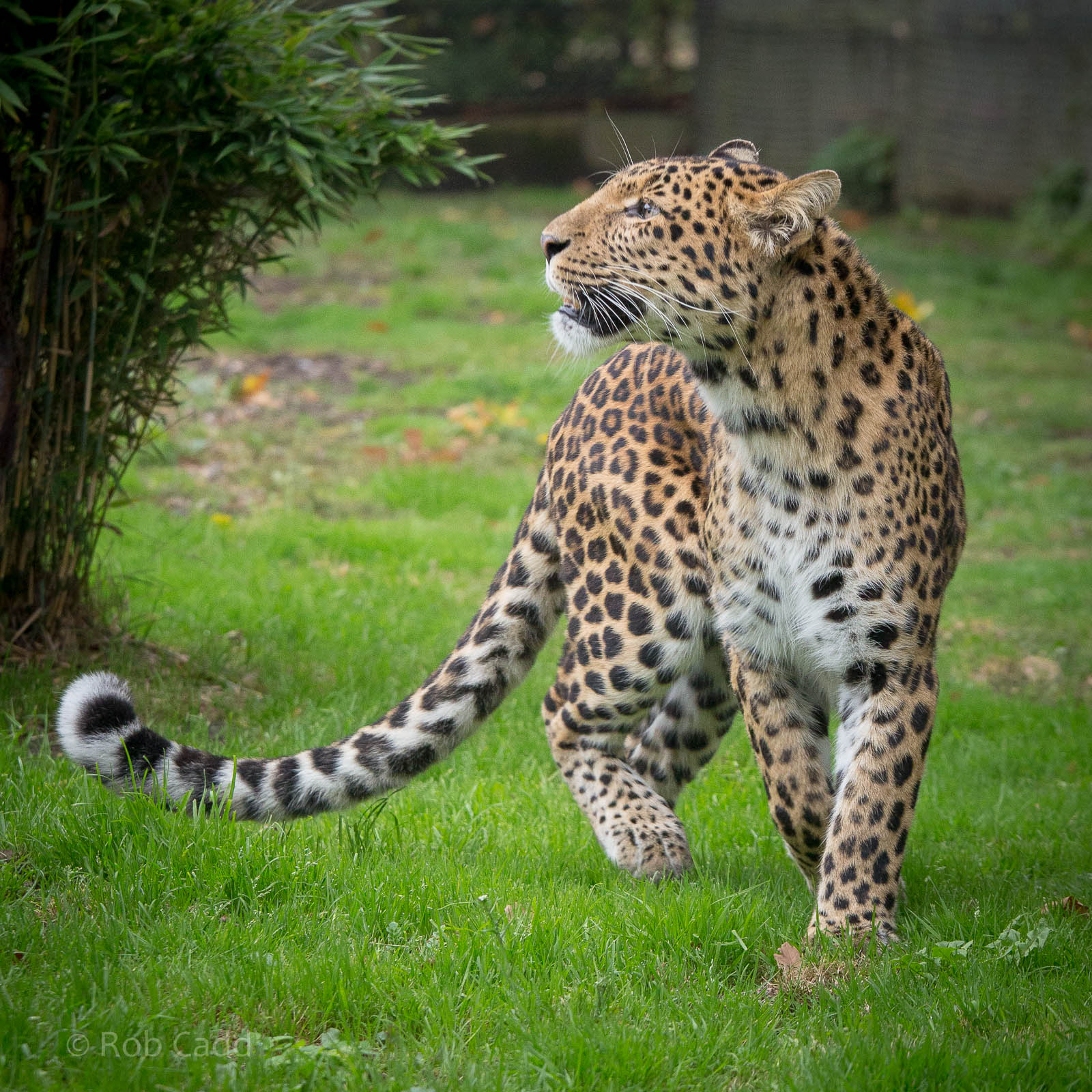 North Chinese leopard : Howletts : 14 Oct 2014
