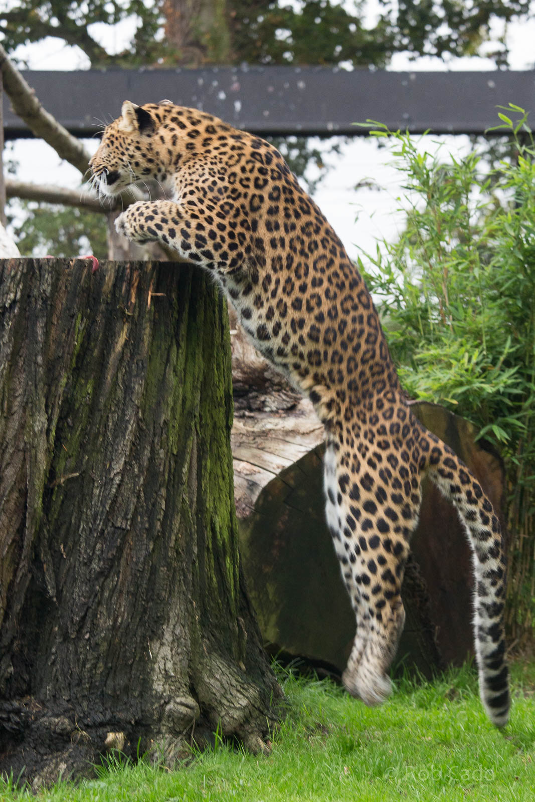 North Chinese leopard : Howletts : 14 Oct 2014