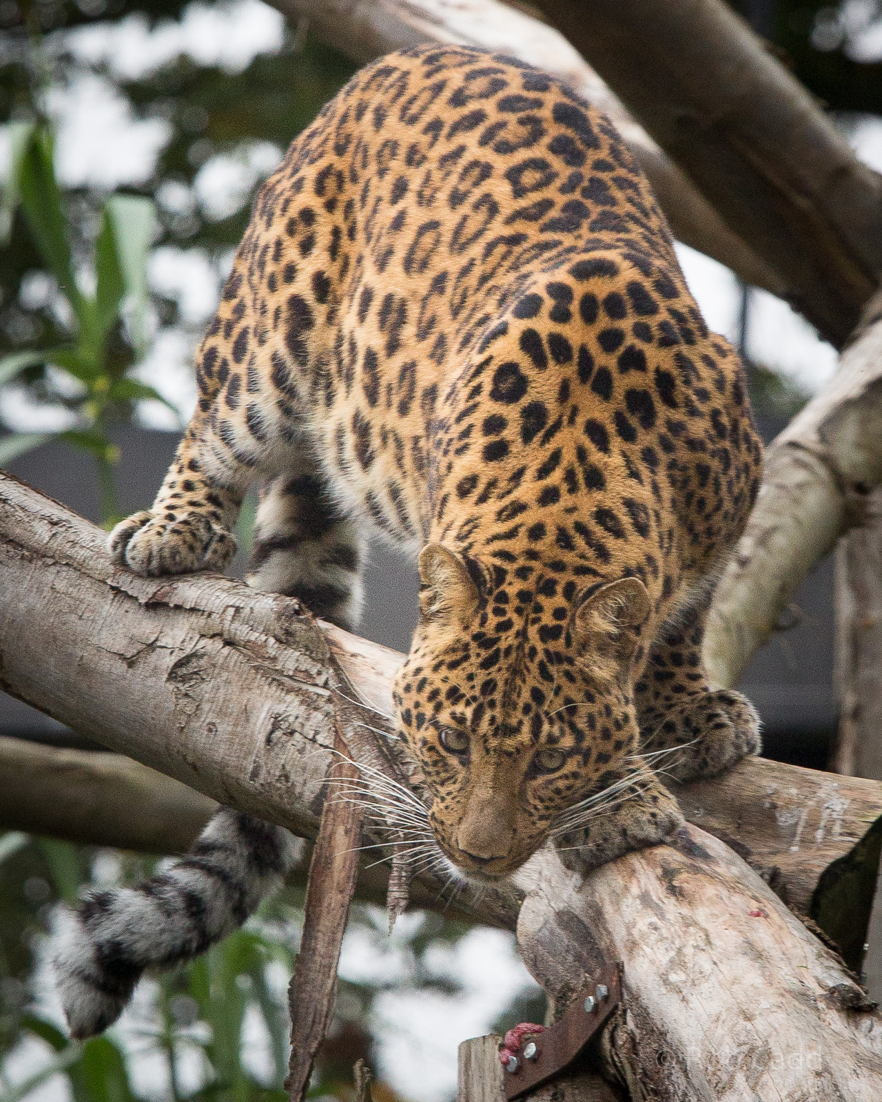 North Chinese leopard : Howletts : 14 Oct 2014