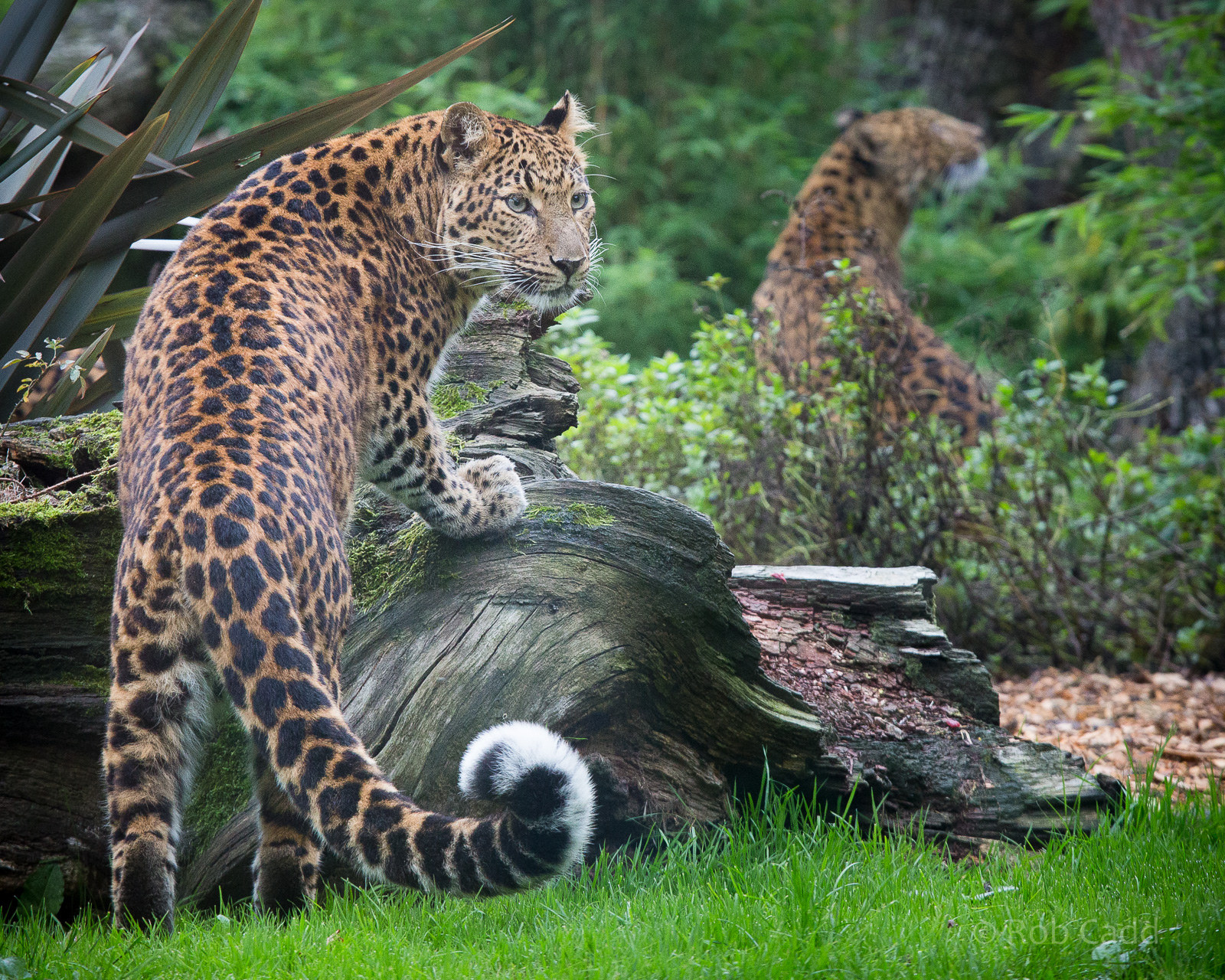 North Chinese leopard : Howletts : 14 Oct 2014