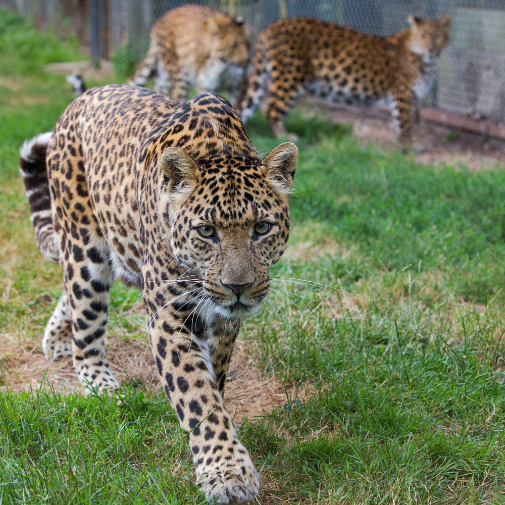 North Chinese leopard : Howletts : 22 Jul 2017