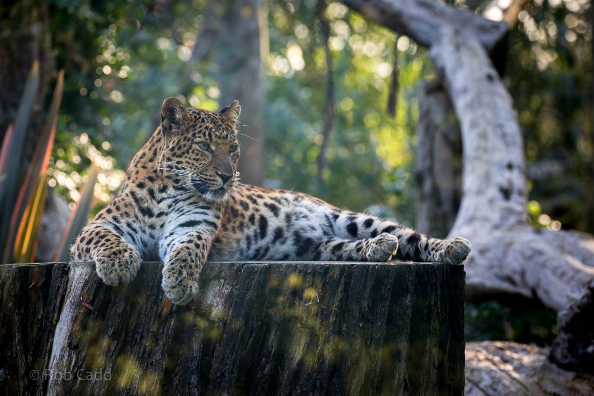 North Chinese leopard : Howletts : 28 Aug 2015