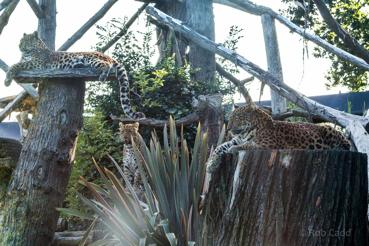 North Chinese leopard : Howletts : 28 Aug 2015