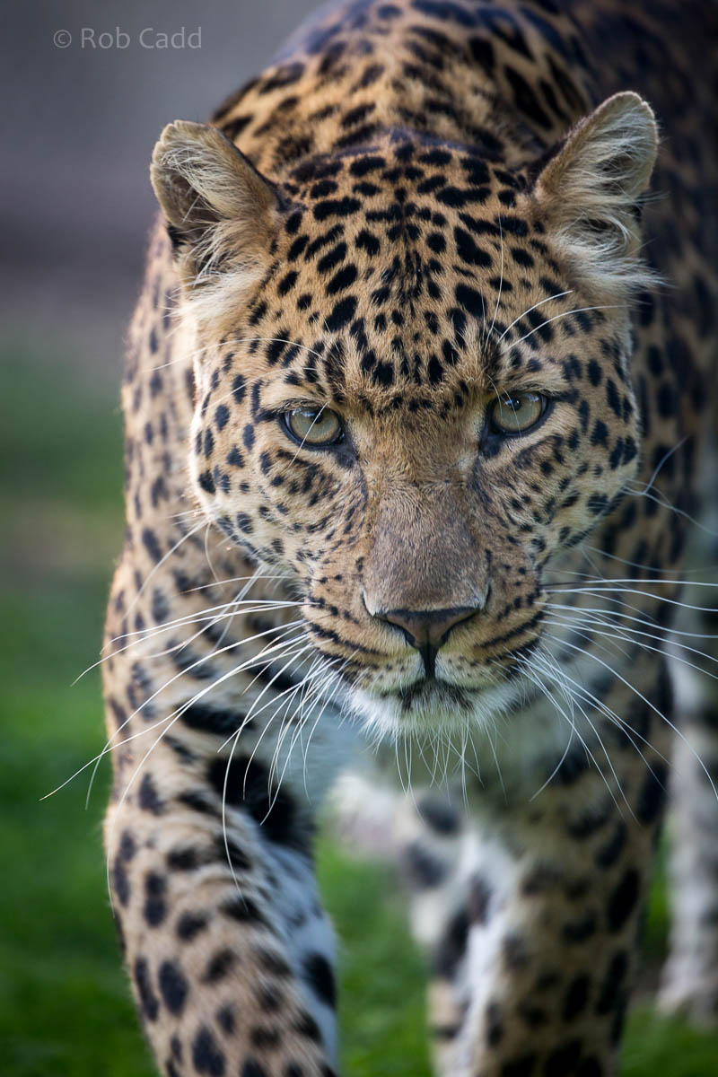 North Chinese leopard : Howletts : 28 Aug 2015
