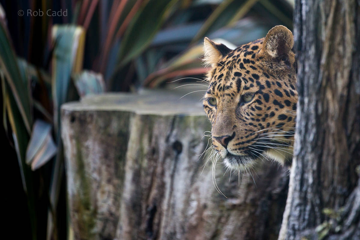 North Chinese leopard : Howletts : 28 Aug 2015