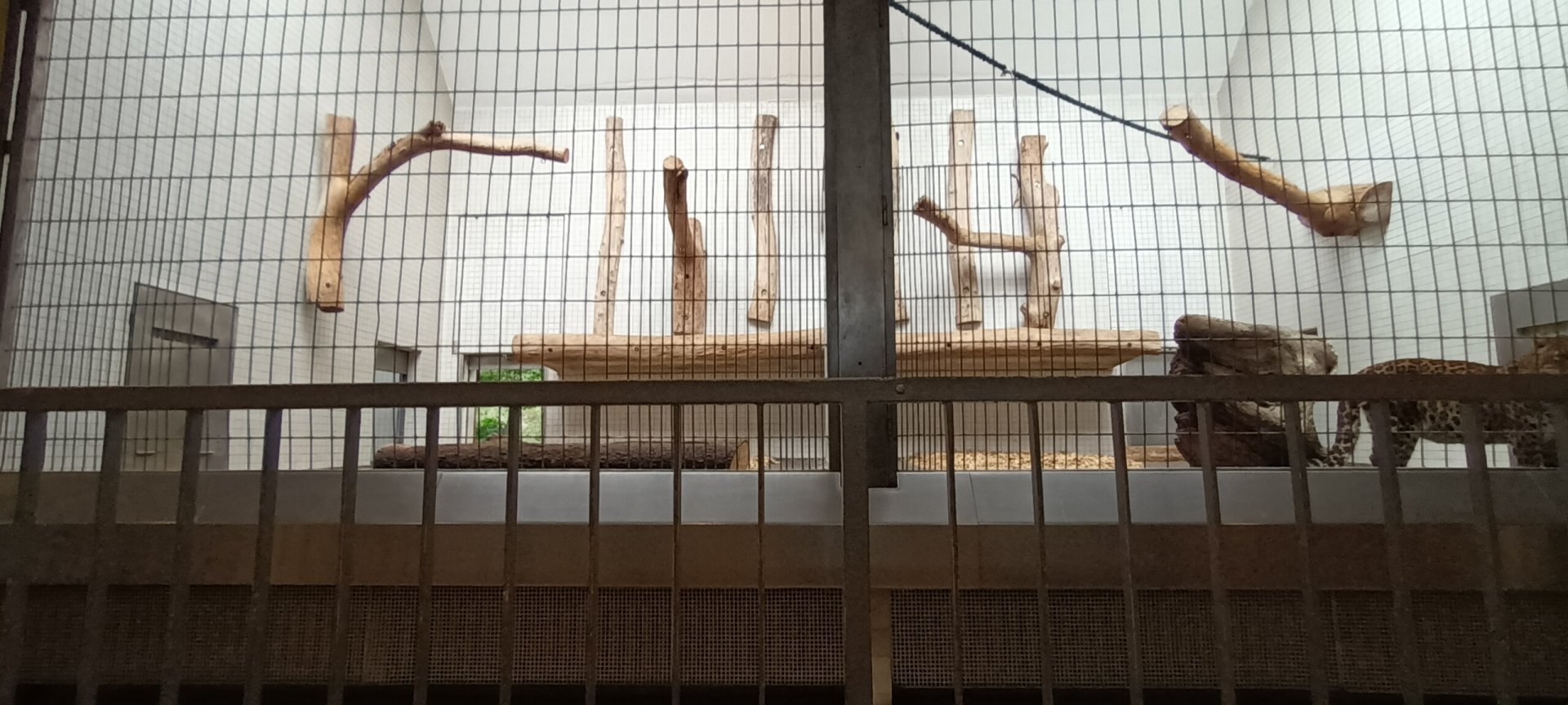 North Chinese Leopard indoor Enclosure