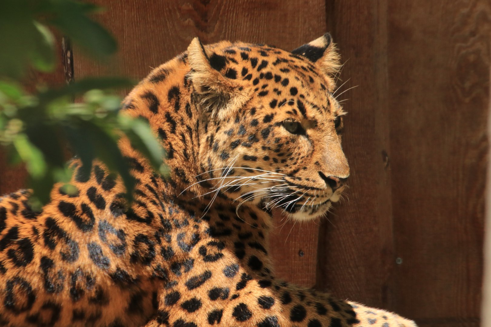 North chinese leopard (June 2020)