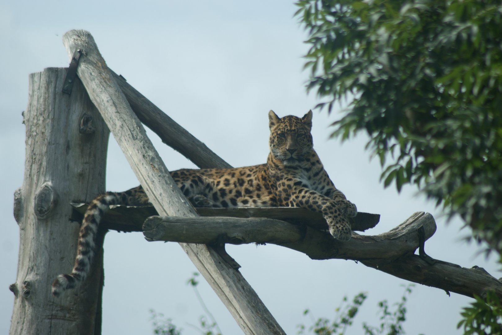 North Chinese Leopard Male
