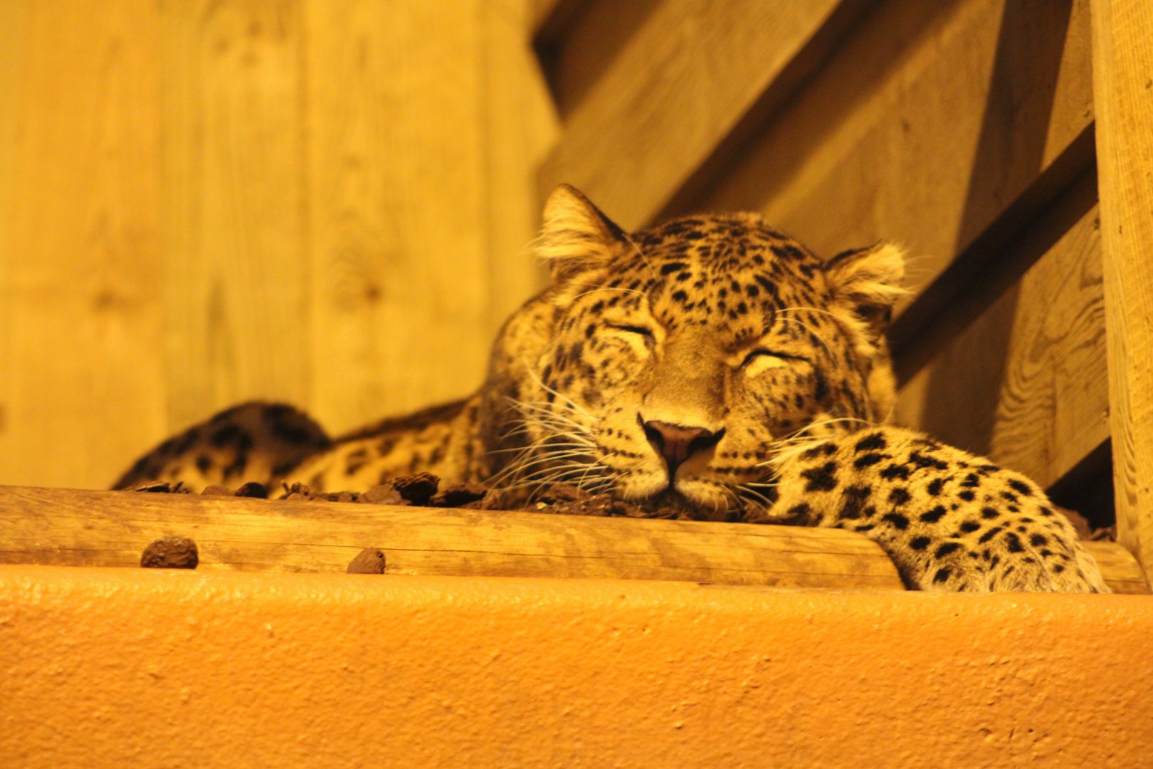 “North Chinese” Leopard (P. p. orientalis)