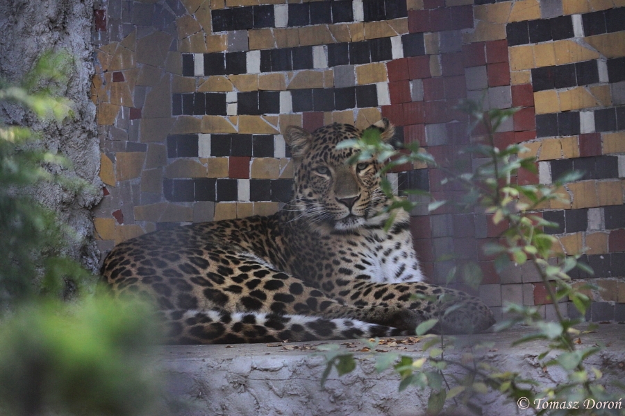 North Chinese Leopard (Panthera pardus japonensis)