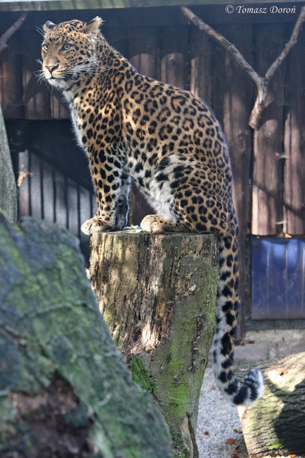 North Chinese Leopard (Panthera pardus japonensis)