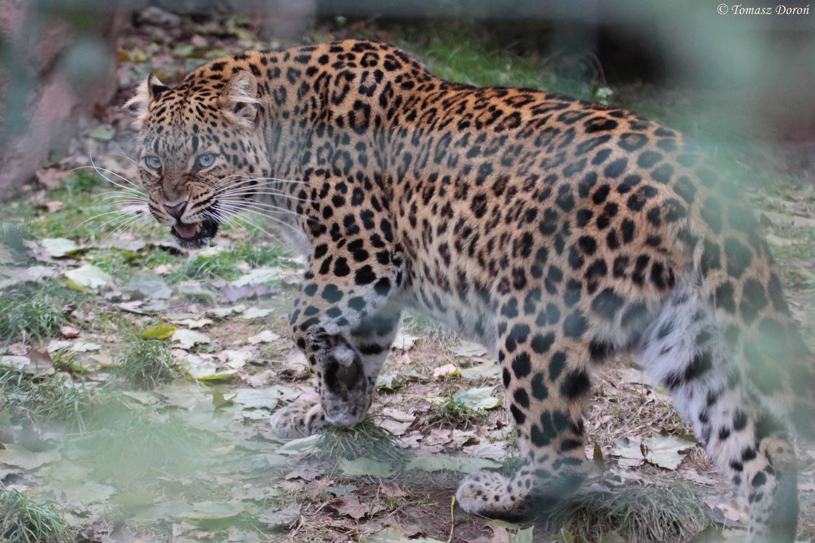 North Chinese Leopard (Panthera pardus japonensis)