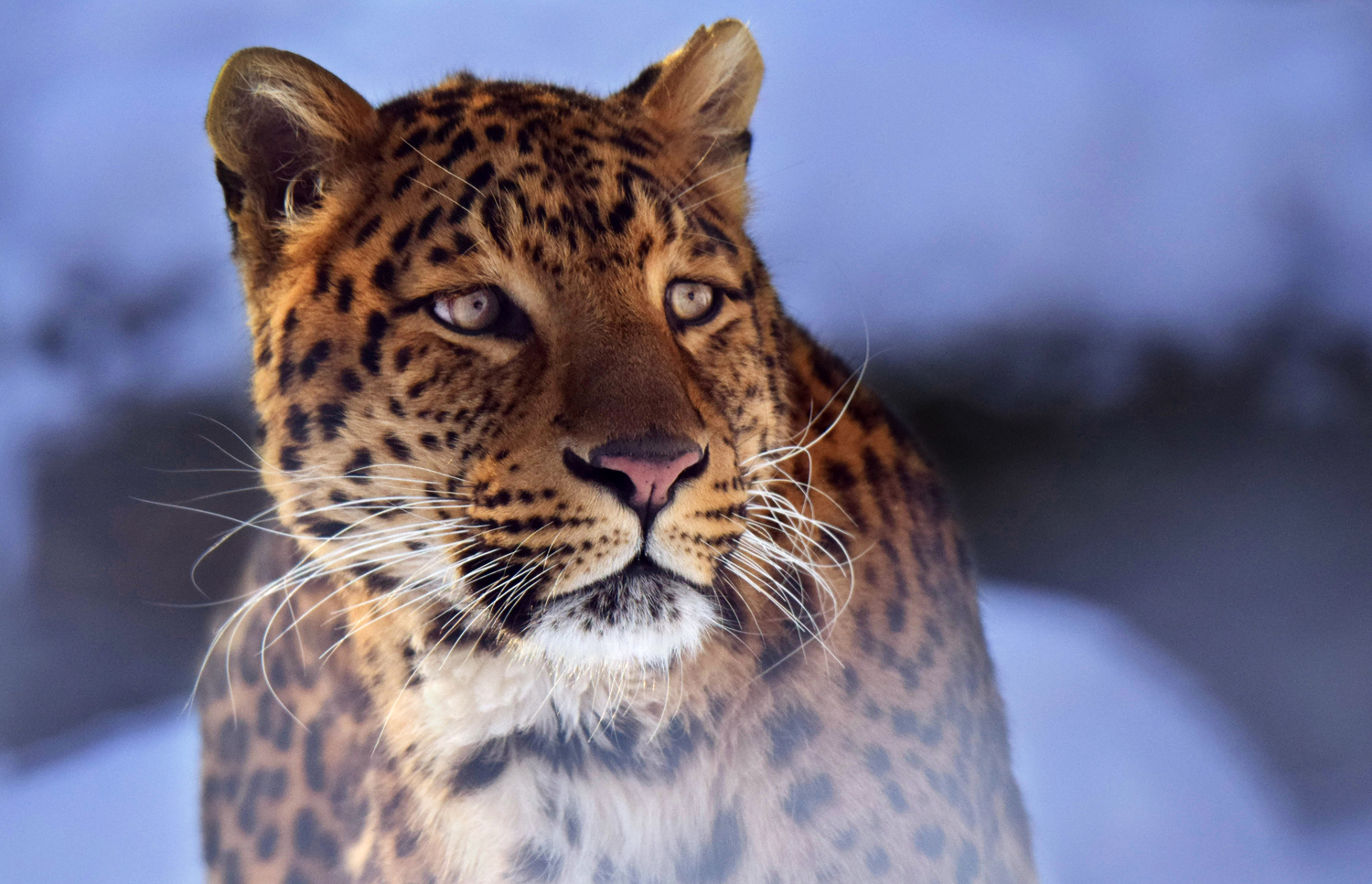 North chinese leopard (Panthera pardus japonensis)