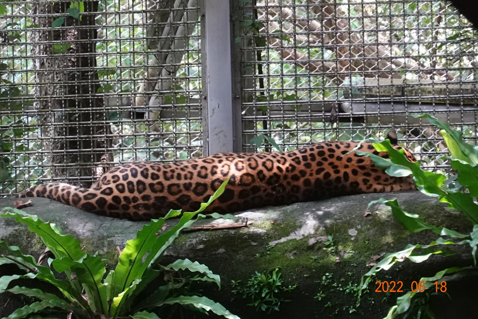 North Chinese Leopard (Panthera pardus japonensis)