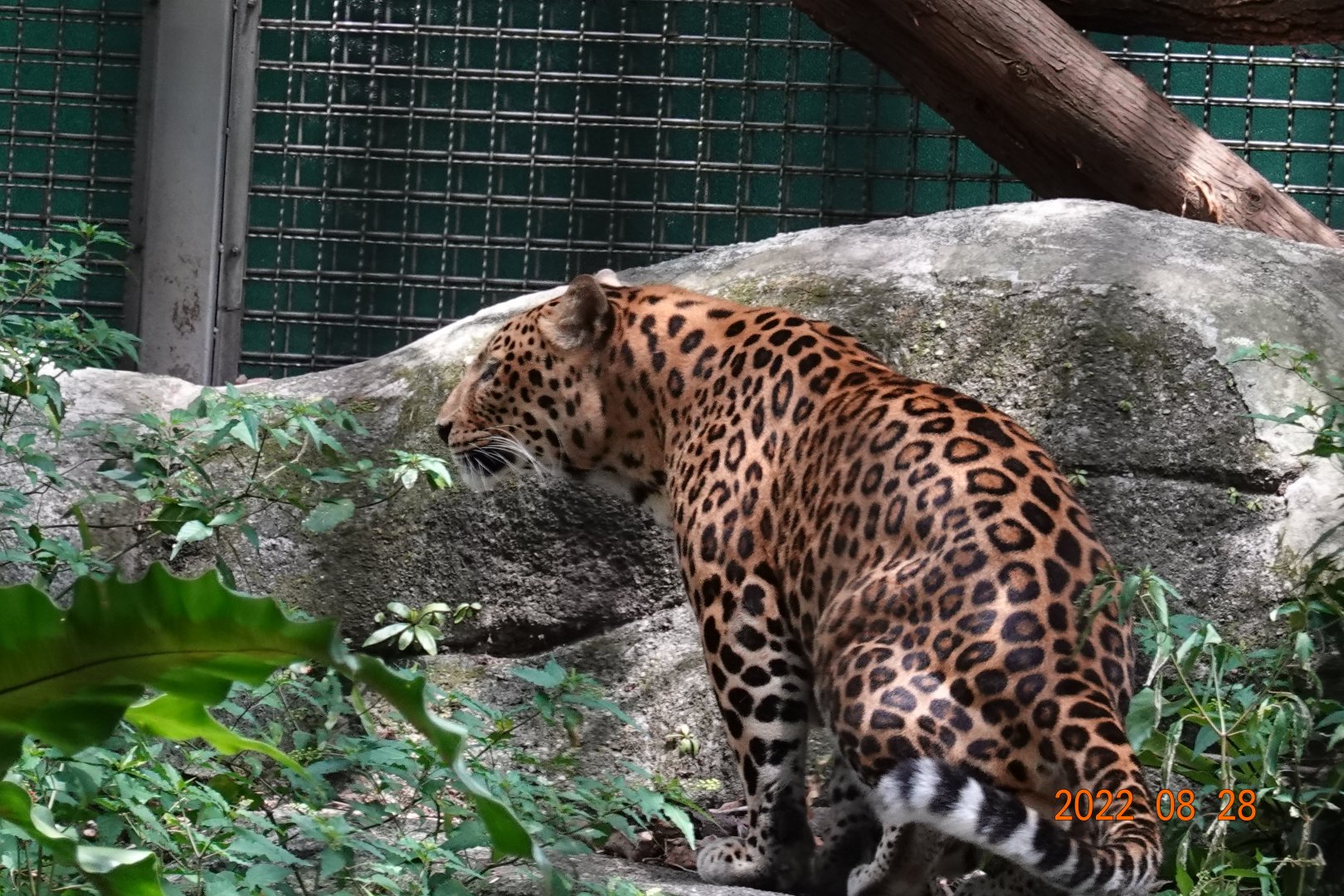 North Chinese Leopard (Panthera pardus japonensis)