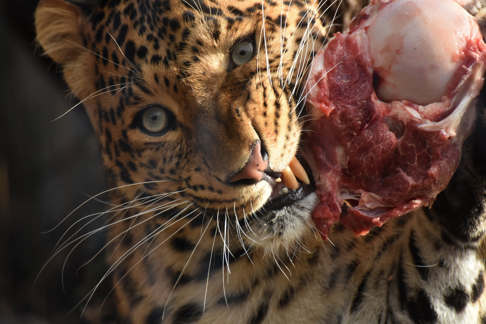 North chinese leopard Panthera pardus japonensis