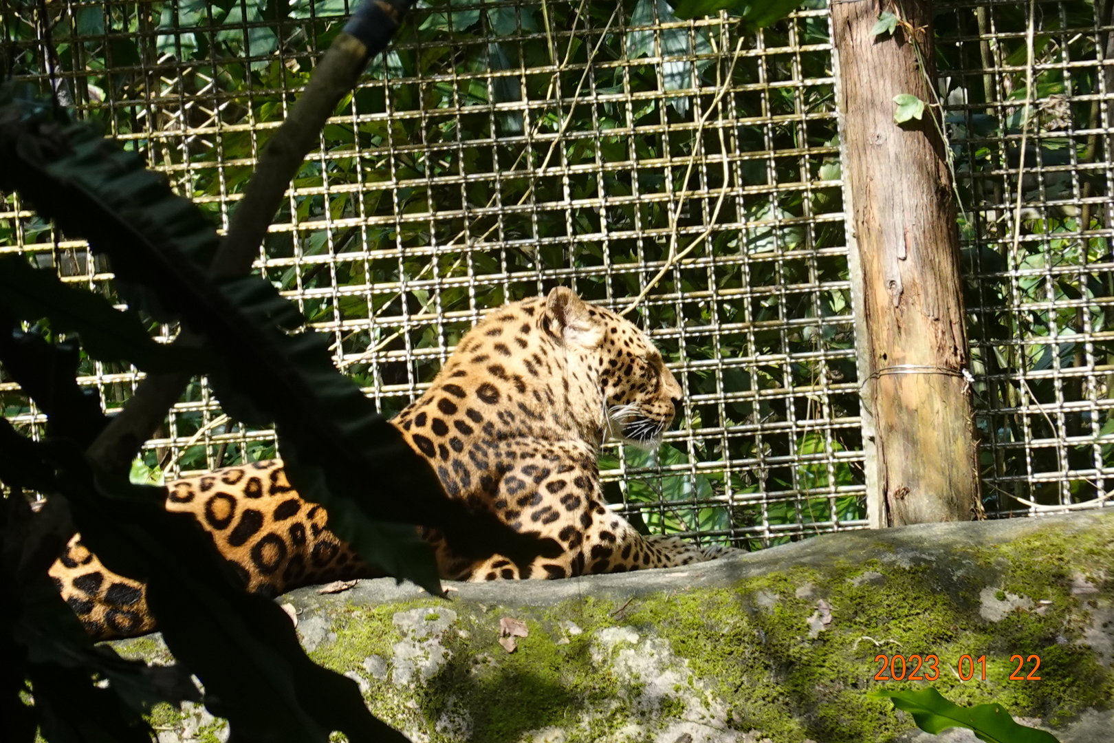 North Chinese Leopard (Panthera pardus japonensis)