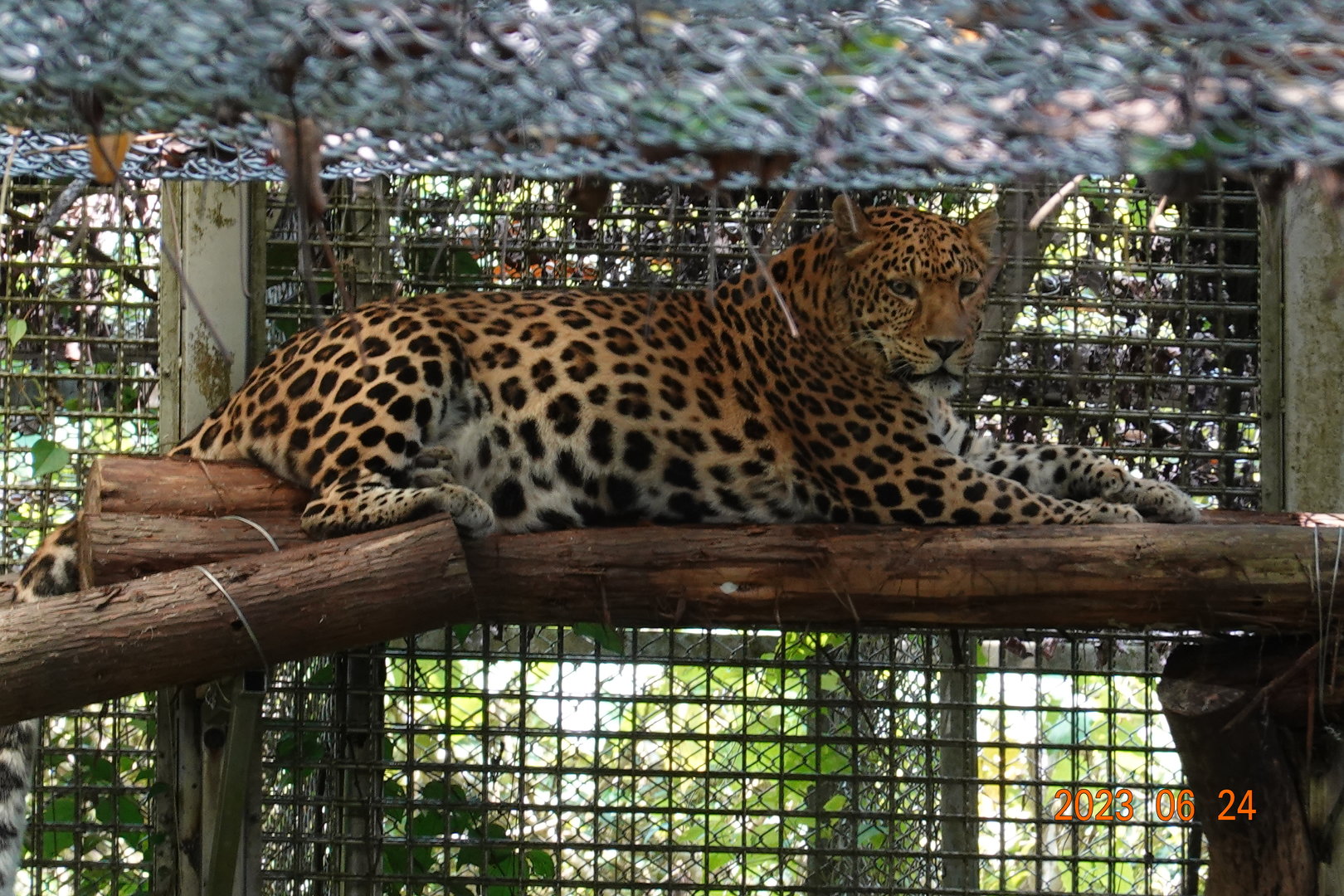 North Chinese Leopard (Panthera pardus japonensis)