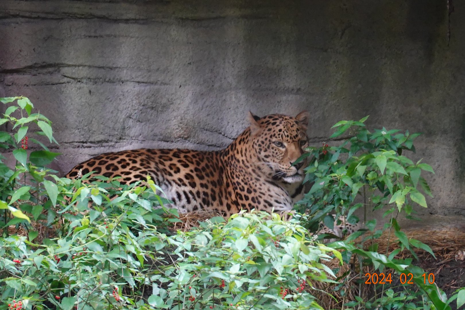 North Chinese Leopard (Panthera pardus japonensis)