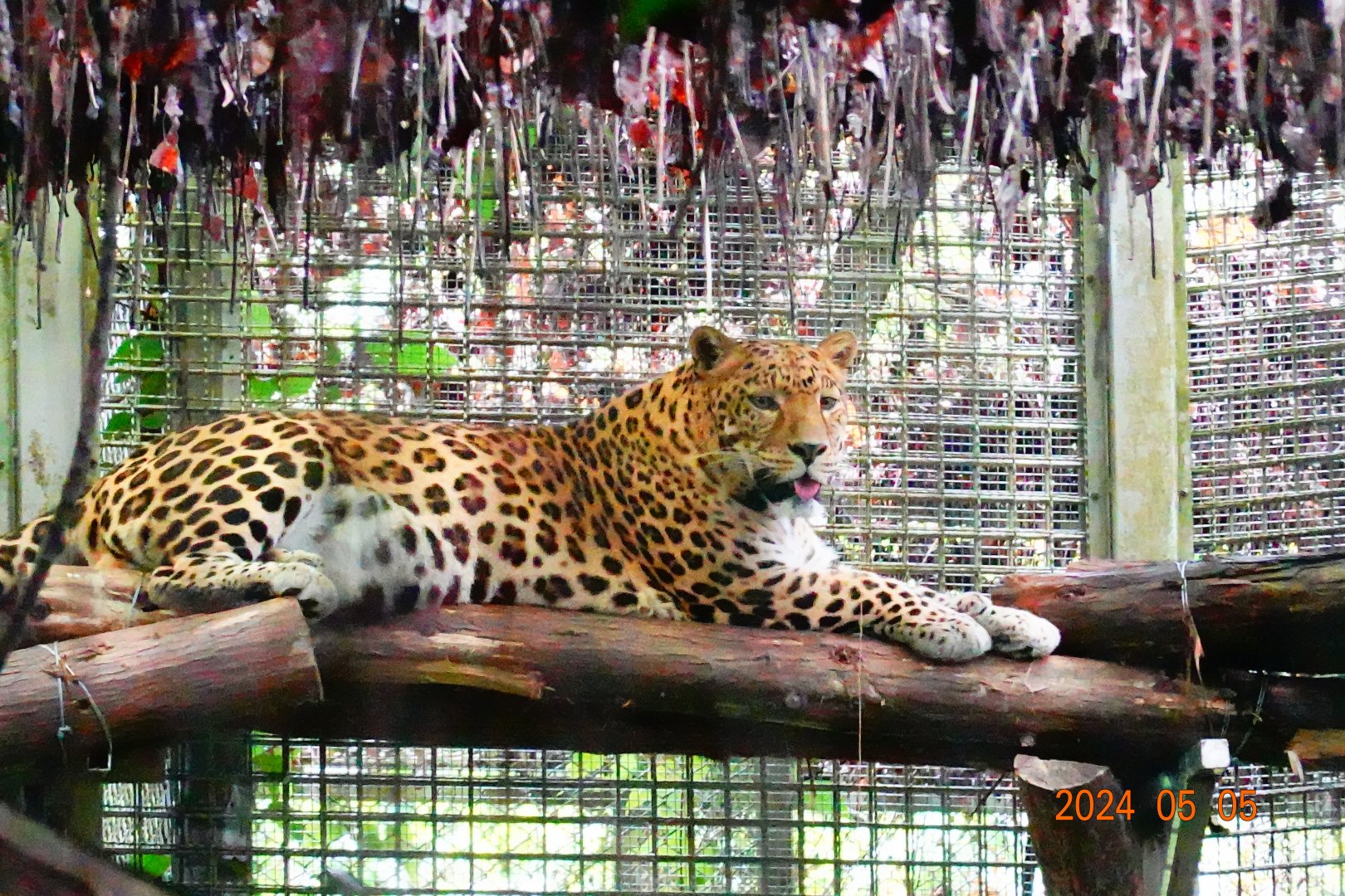 North Chinese Leopard (Panthera pardus japonensis)