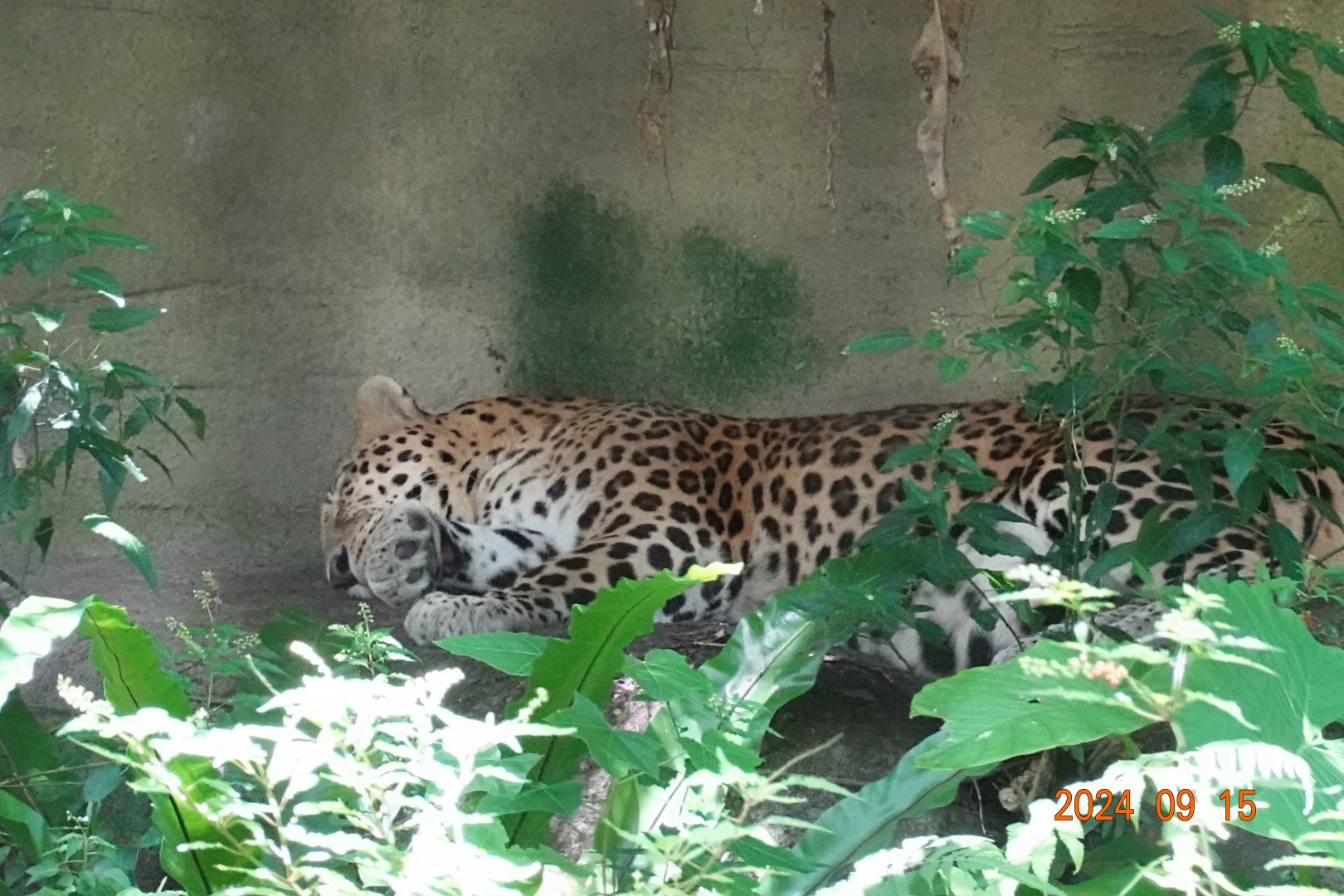 North Chinese Leopard (Panthera pardus japonensis)