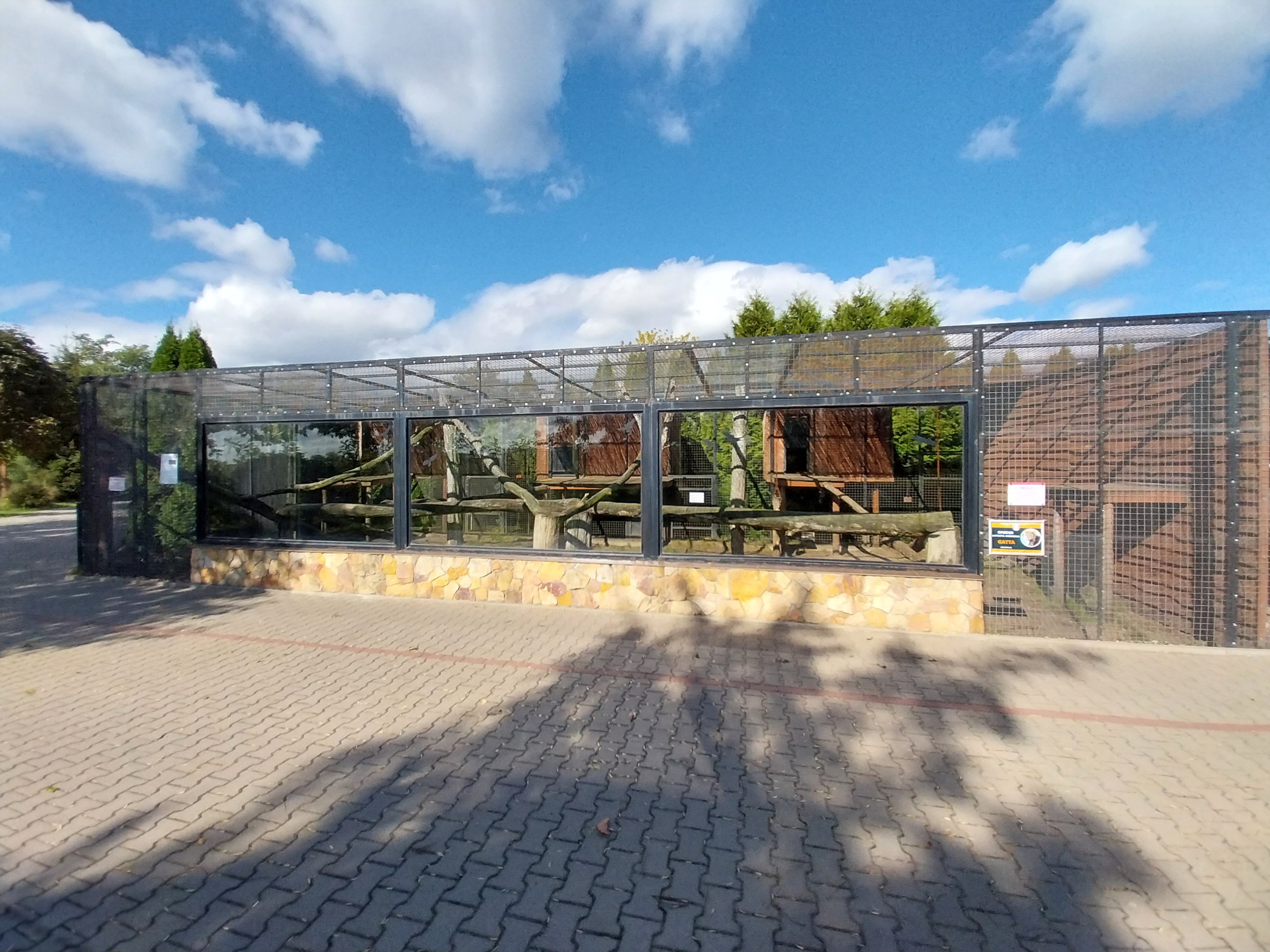 North-Chinese Leopard (Panthera Pardus japonensis)