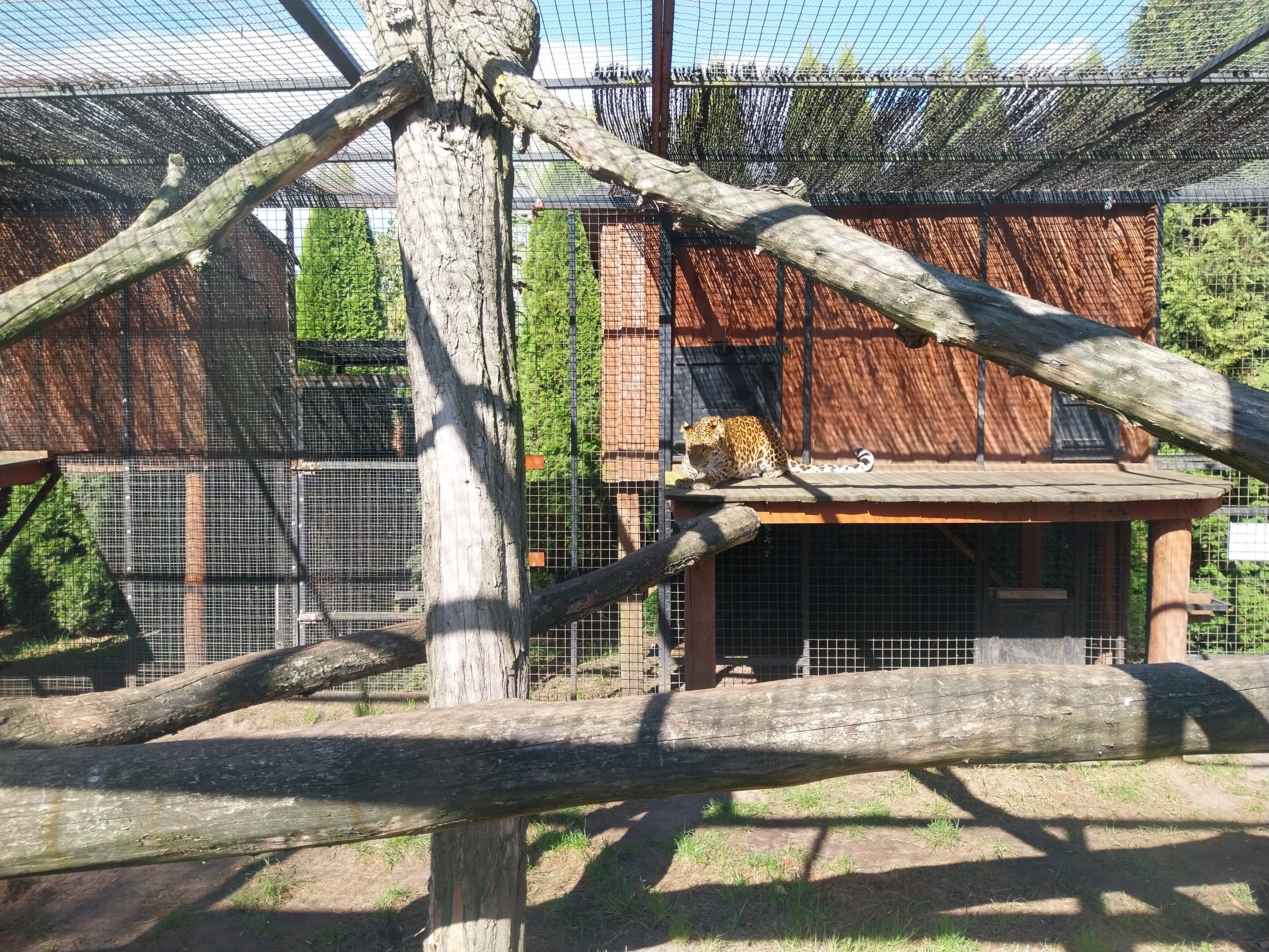 North-Chinese Leopard (Panthera Pardus japonensis)