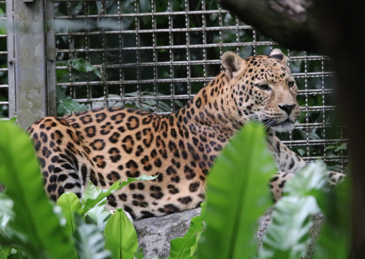 North Chinese Leopard (Panthera pardus japonensis)