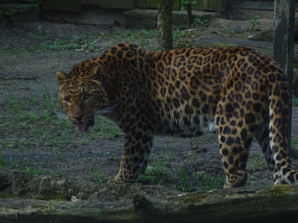 North chinese leopard (Panthera pardus japonensis)