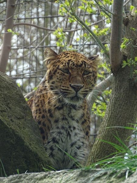 North chinese leopard (Panthera pardus japonensis)