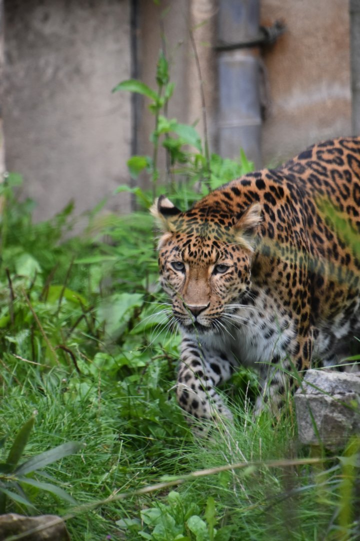 North Chinese leopard, Panthera pardus