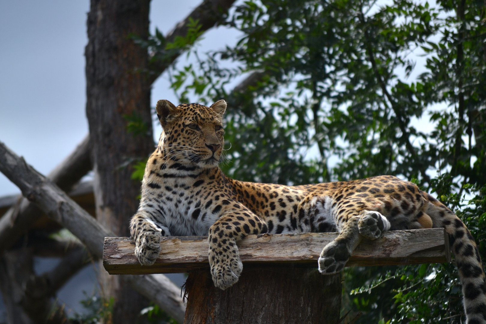 North Chinese Leopard - September 2016