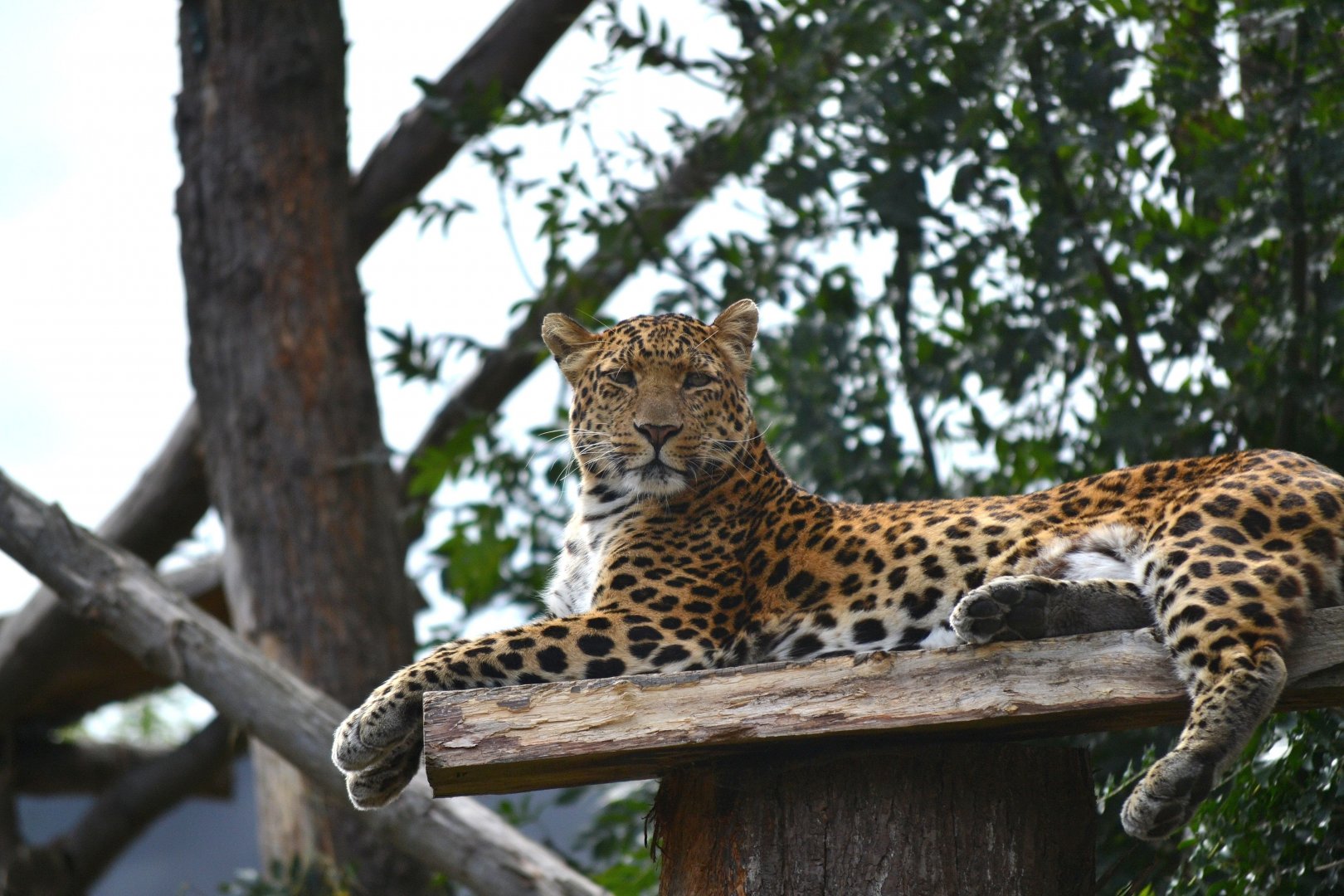 North Chinese Leopard - September 2016