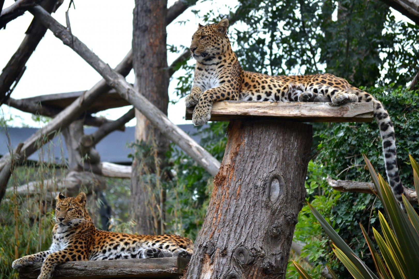 North Chinese Leopard - September 2016