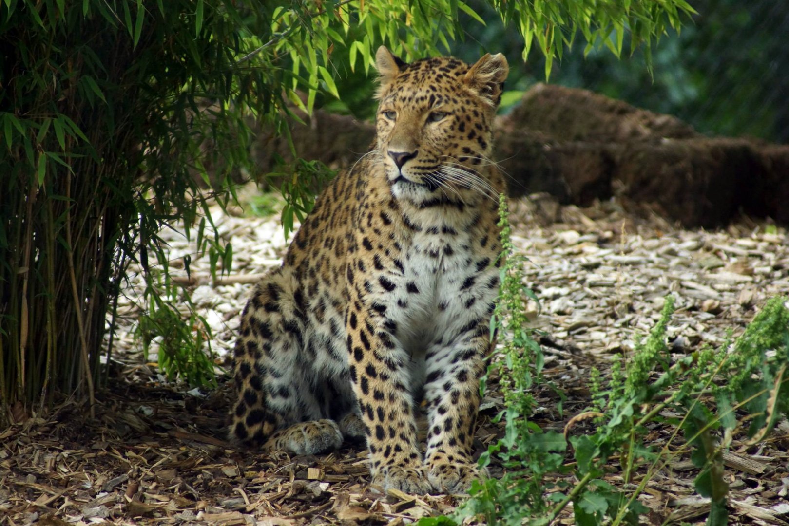 North Chinese Leopard under bamboo
