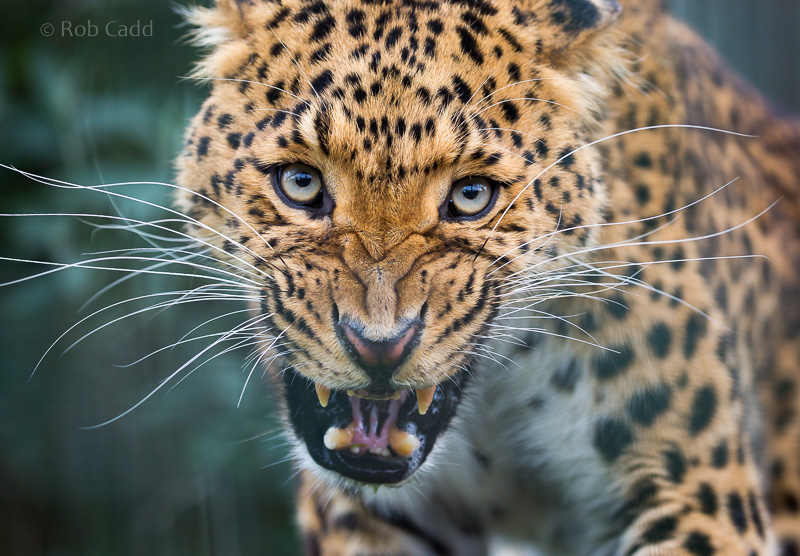 North Chinese leopard : WHF Big Cat Sanctuary : 04 May 2017