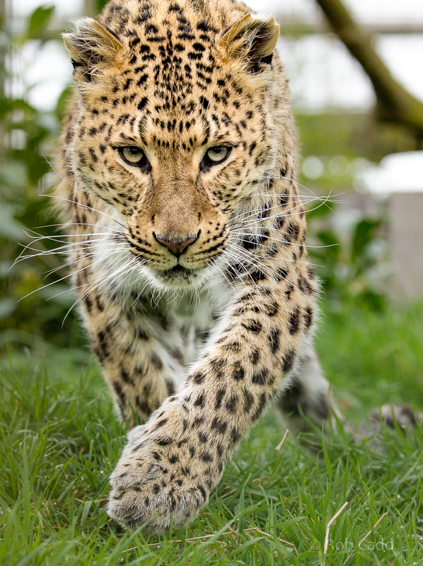 North Chinese leopard : WHF Big Cat Sanctuary : 04 May 2017