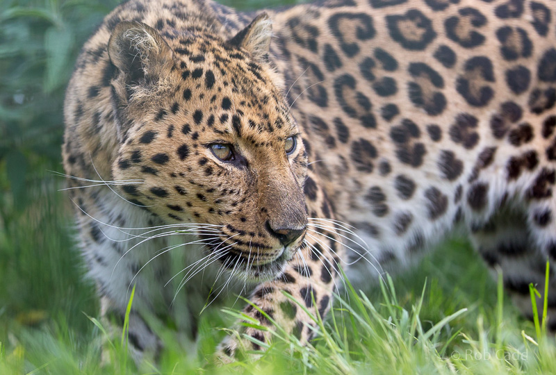 North Chinese leopard : WHF Big Cat Sanctuary : 04 May 2017