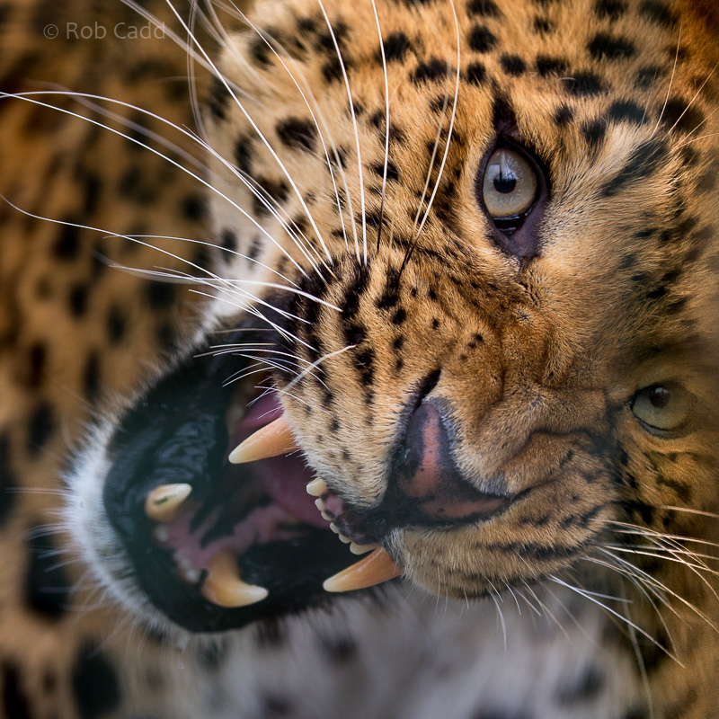 North Chinese leopard : WHF Big Cat Sanctuary : 04 May 2017