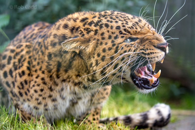 North Chinese leopard : WHF Big Cat Sanctuary : 04 May 2017