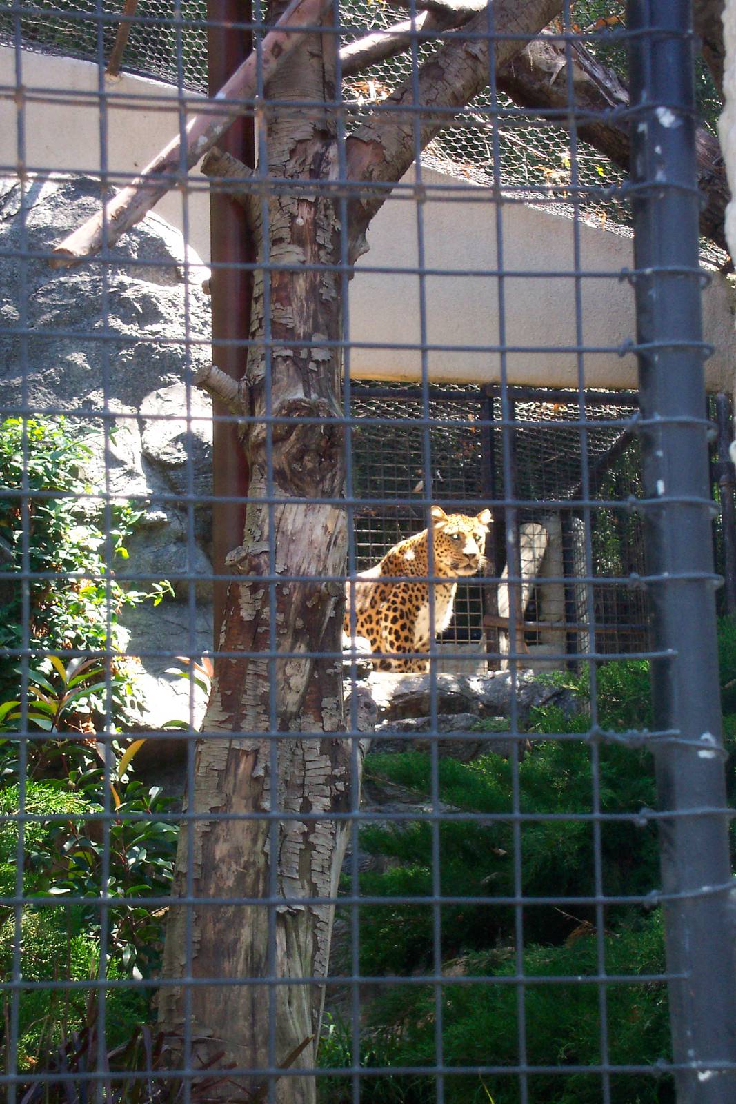 North Chinese leopard