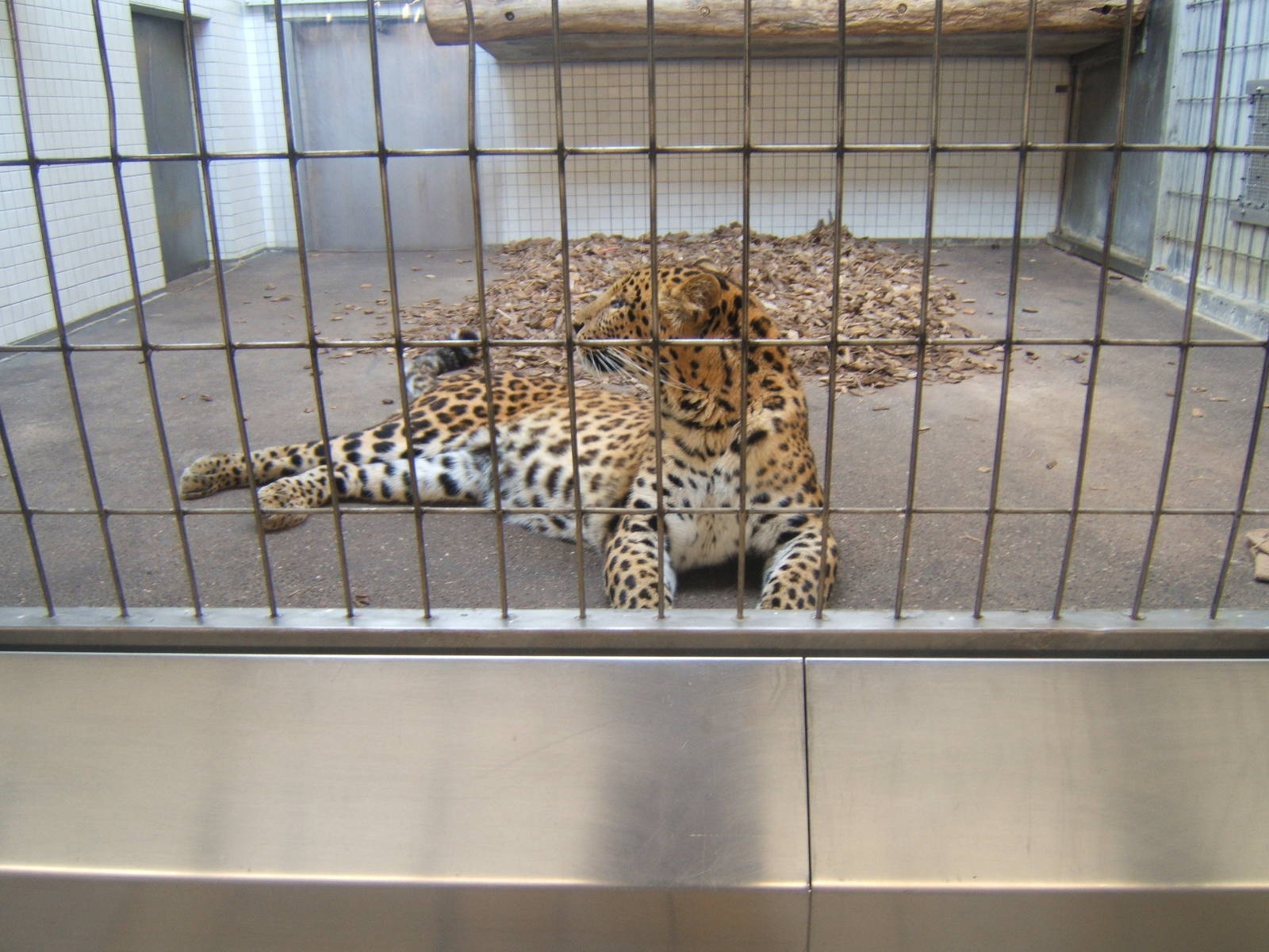 North Chinese Leopard