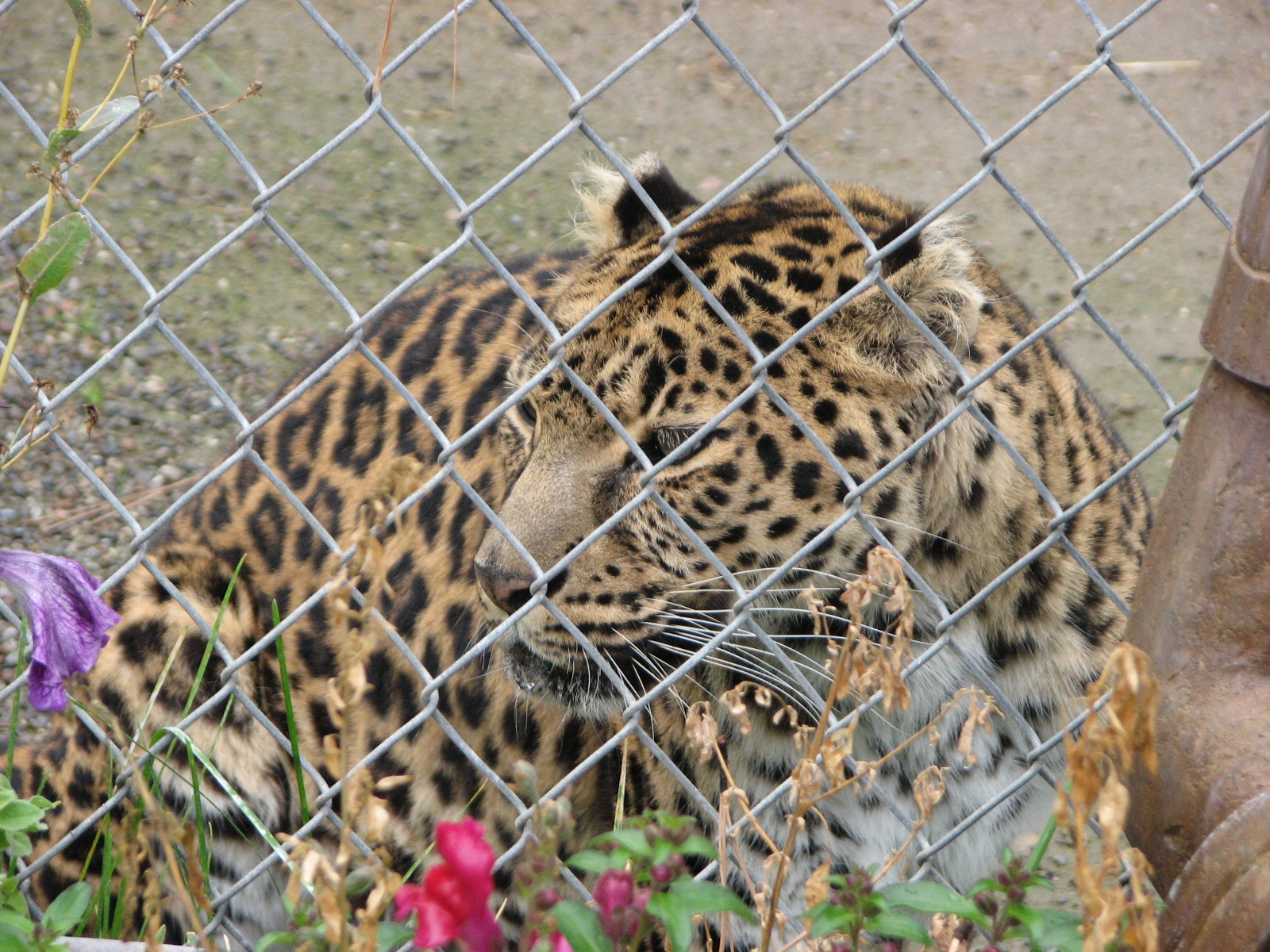 "North Chinese" Leopard