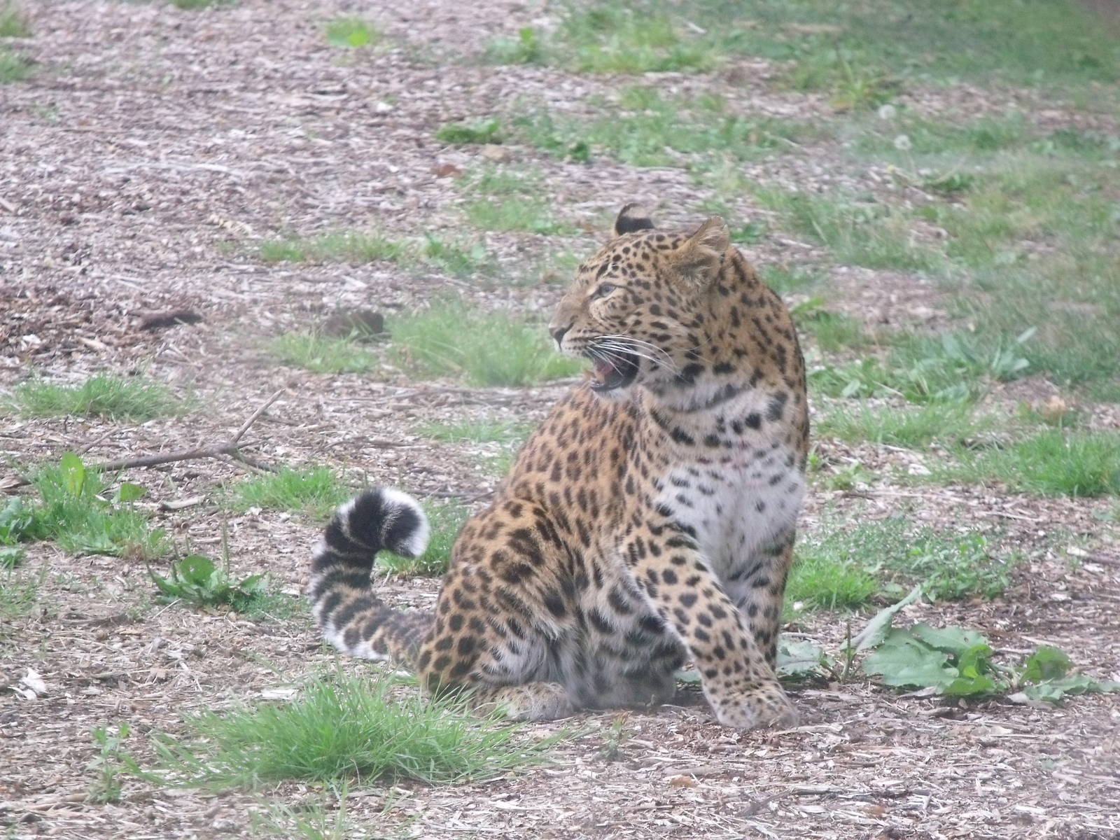 North Chinese Leopard