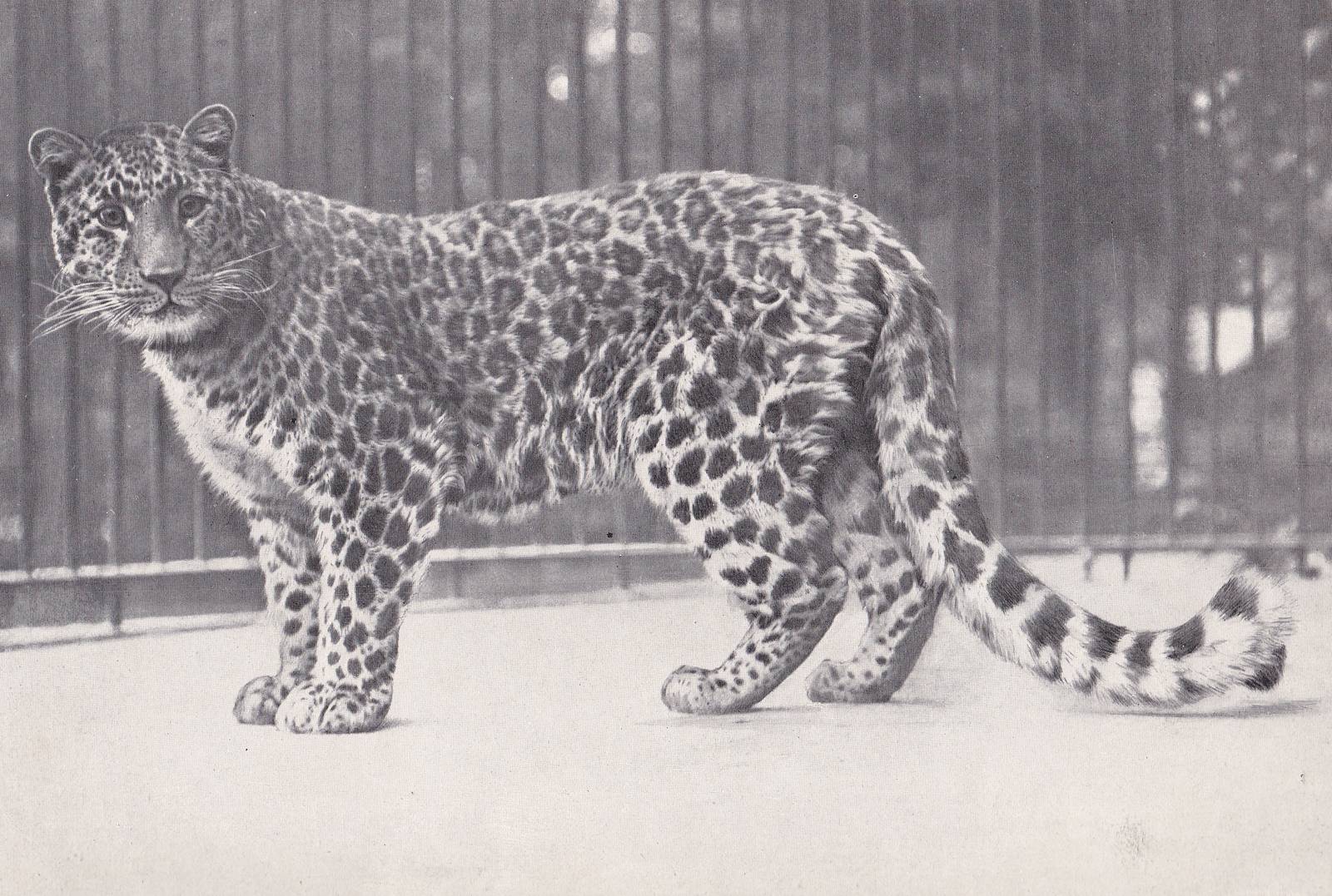 North-chinese leopard