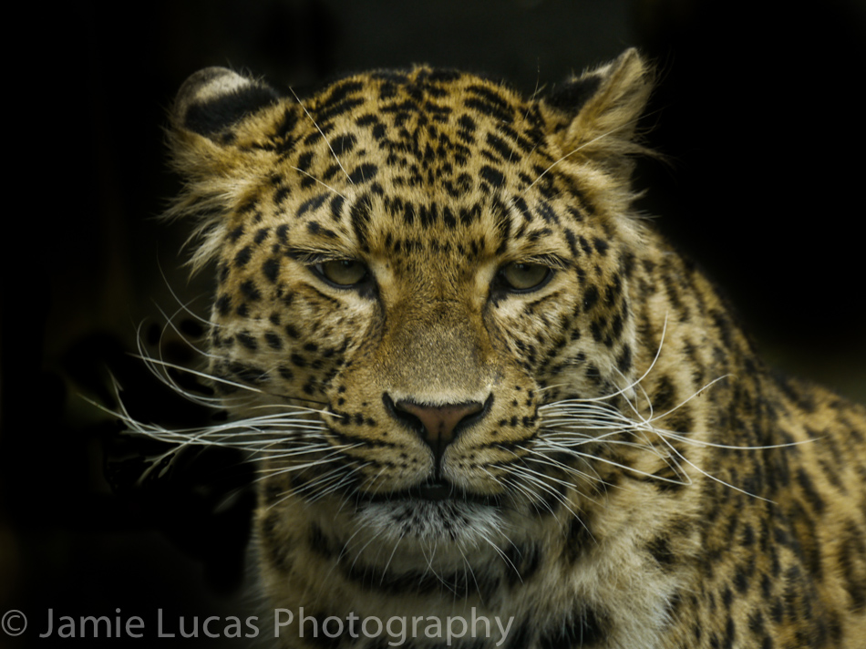North Chinese Leopard