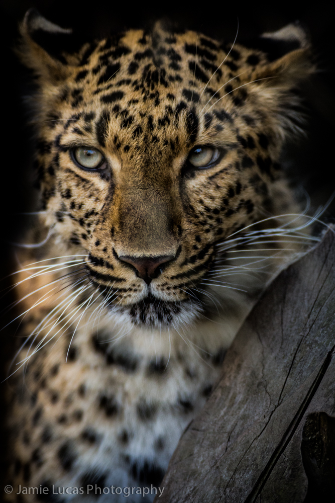 North Chinese Leopard