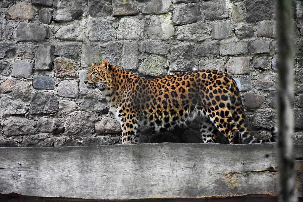 North-Chinese leopard